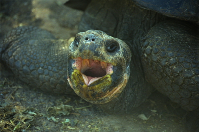 Click to see tortoise3.JPG
